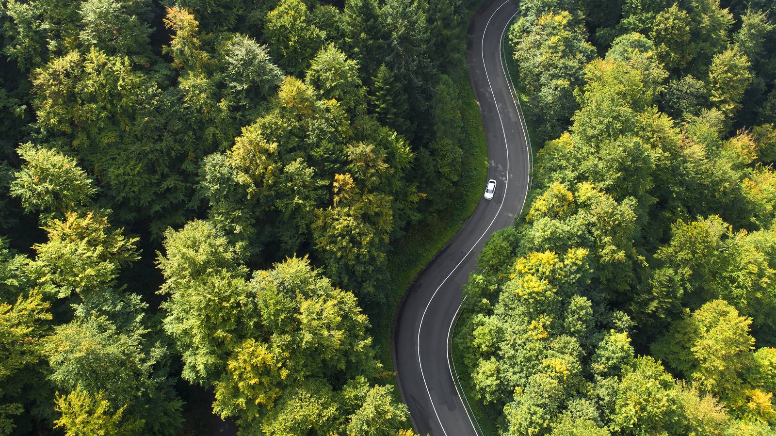 Car driving a winding road through woods